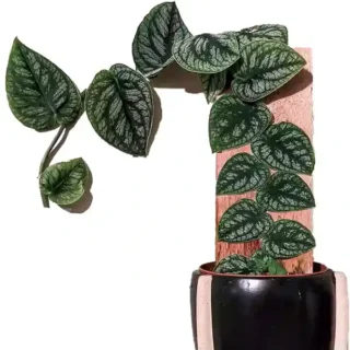 Monstera Dubia