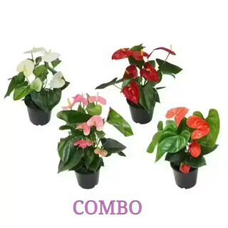 Four Anthurium Plants - Combo
