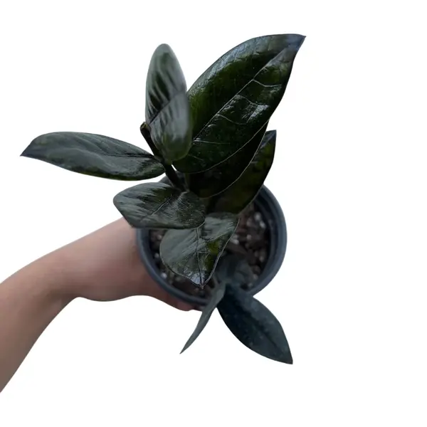 Black zz plant, Raven ZZ Plant - Image 3