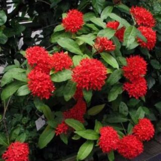 Ixora Coccinea Red Plant