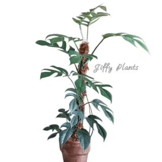 Epipremnum Pinnatum, Dragon Tail Monstera Plant