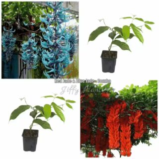 Red Jade + Blue Jade Plants - Combo