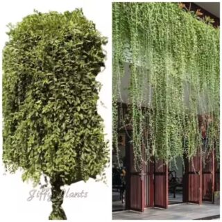 Curtain Creeper + Variegated Curtain Creeper - Combo