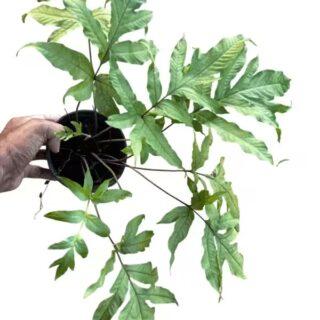 Tectaria Heracleifolia Fern - Rare