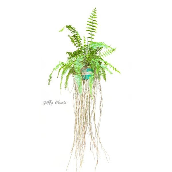 Macho Fern (Nephrolepis Biserrata) Giant Fern - Image 2
