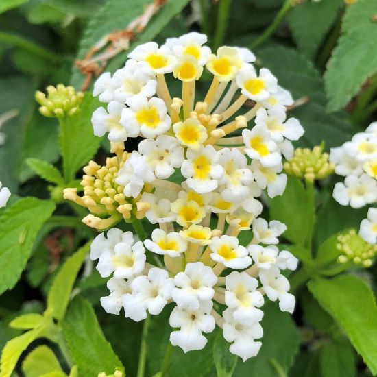 Lantana white