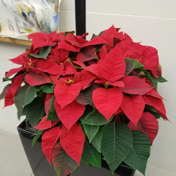 Poinsettia Plant