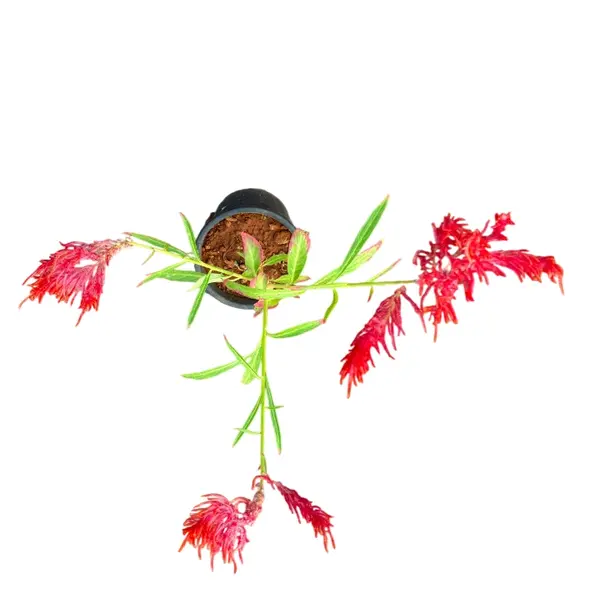 Celosia Plumosa Flowers Red