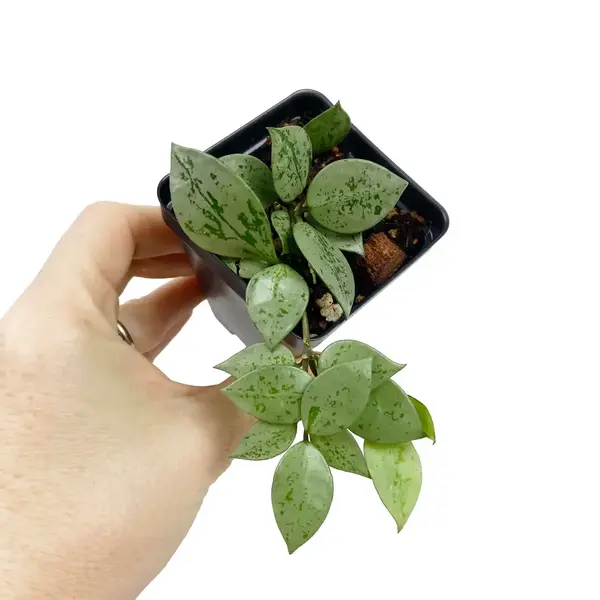 Hoya Krohniana Silver