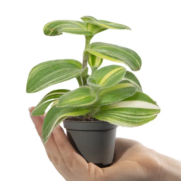 Tradescantia sillamontana variegata