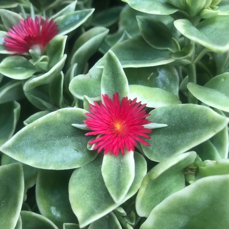 Baby Sunrose 'Variegated'(Heart leaf ice plant) - Image 4