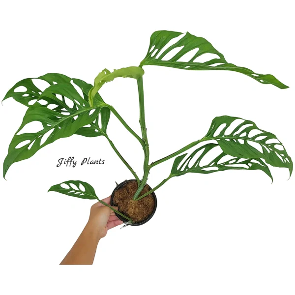 Monstera Adansonii Narrow Form