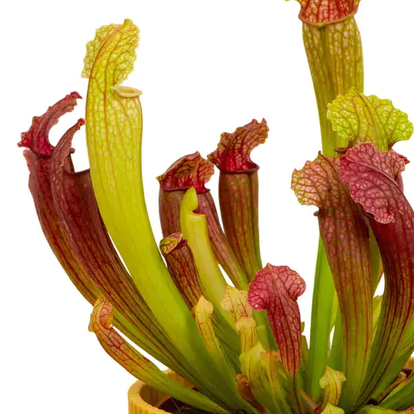 Sarracenia - Trumpet Pitcher Plants
