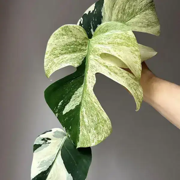 Monstera Mint Noid
