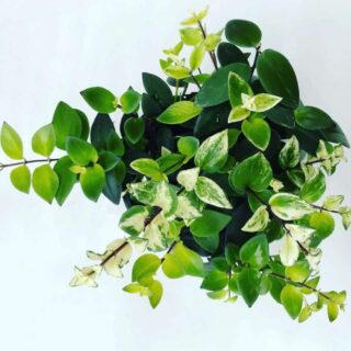 Lipstick Plant Variegated