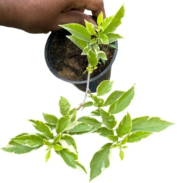 Bougainvillea 'Sunrice White' Variegated