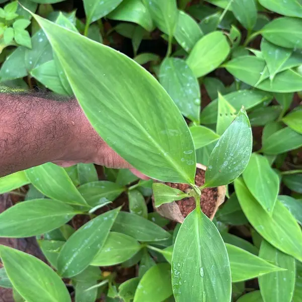 Nendran Swarnamukhi Banana