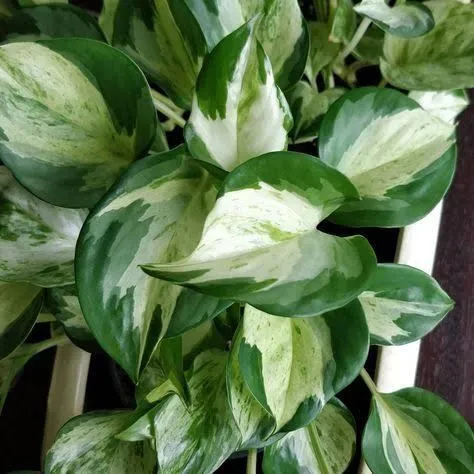 Manjula Pothos Plant