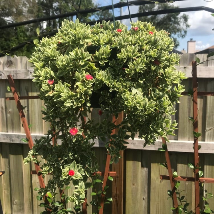 Baby Sunrose 'Variegated'(Heart leaf ice plant) - Image 6