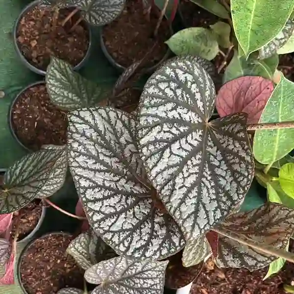 Begonia U501