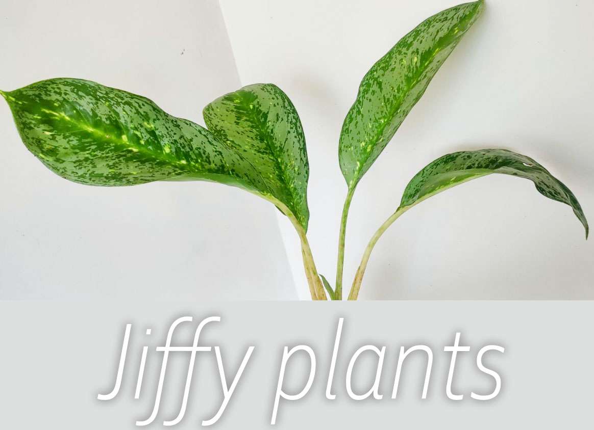 Aglaonema 2 (Big) - Image 2