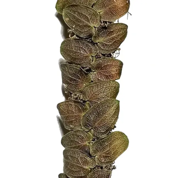 Pothos Barberianus scott