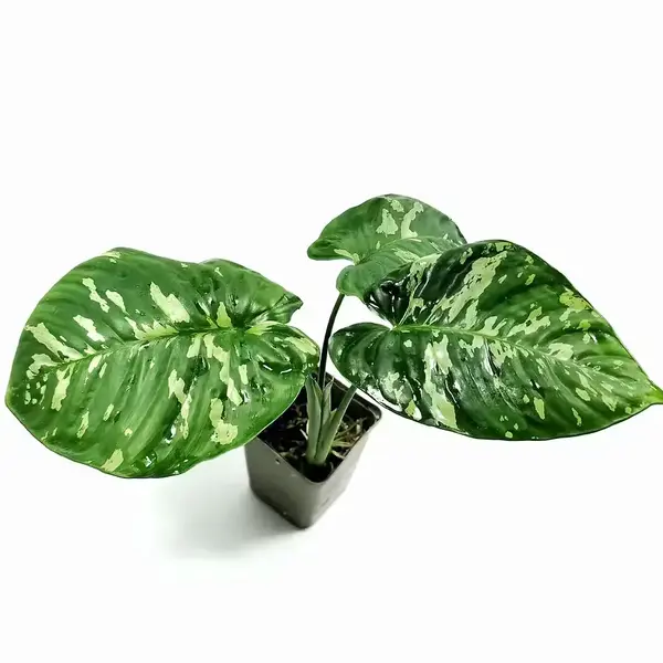 Schismatoglottis sp. Calyptrata