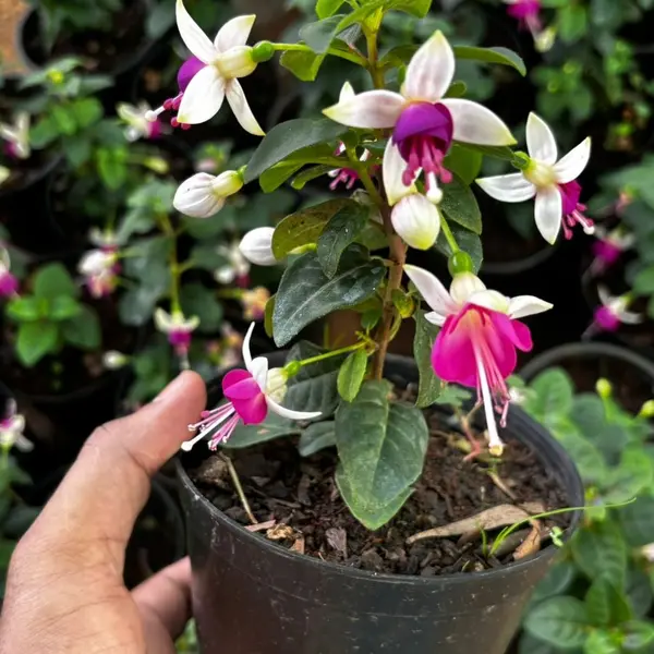 Fuchsia - white pink