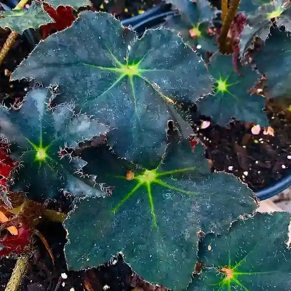 Begonia Rex Black Velvet