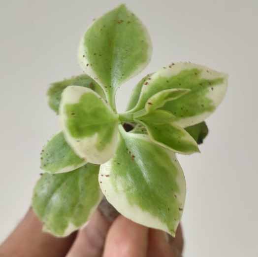 Baby Sunrose 'Variegated'(Heart leaf ice plant) - Image 9