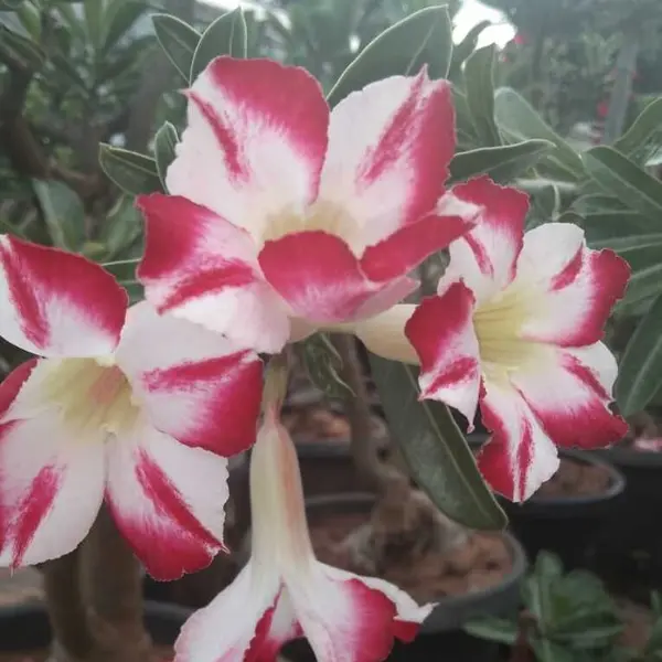 Adenium Plant - 1
