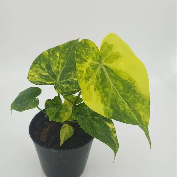 Anthurium Sweet Love Variegated