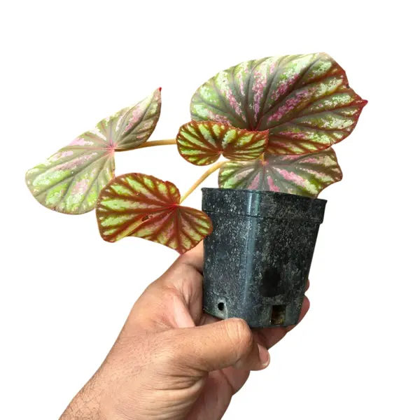 Begonia ‘ Candy Stripes ’