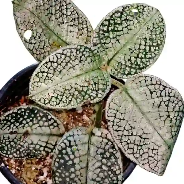 Argostema white snake