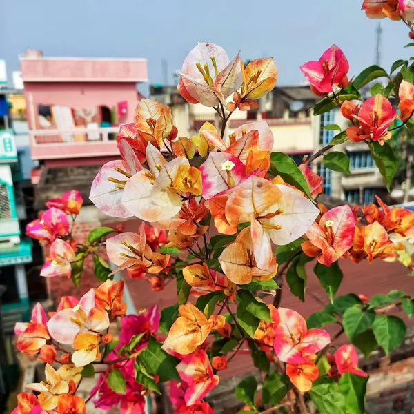 Bougainvillea Golden Sunshine