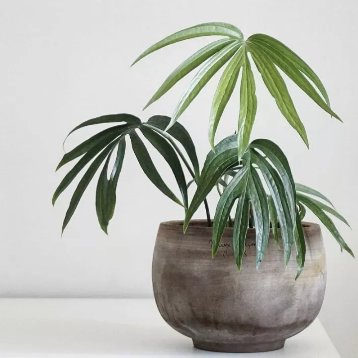 Amydrium Zippelianum / Spiderman monstera