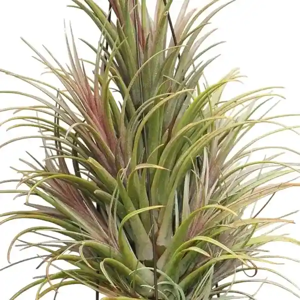 Tillandsia timm outburst