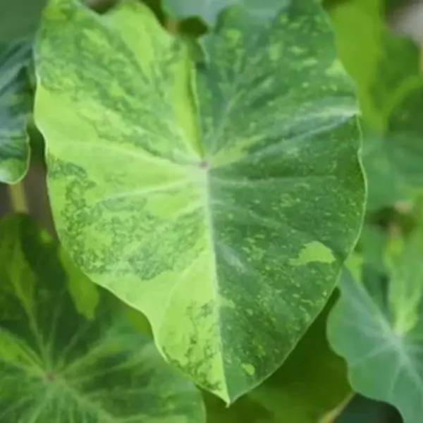 Colocasia Lime Gecko