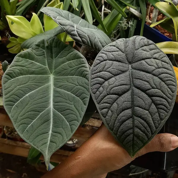 Alocasia Maharani