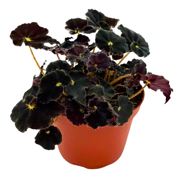 Begonia Dark Mambo - Image 2