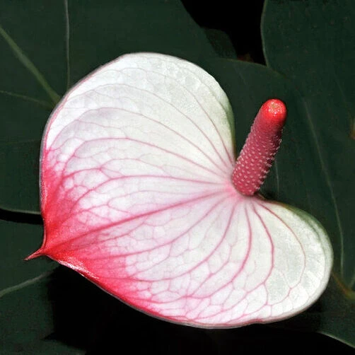 Anthurium Princess Amalia Elegance