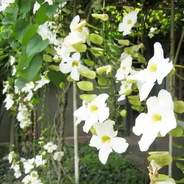 Thunbergia Grandiflora Alba (White Bengal Clock Vine)