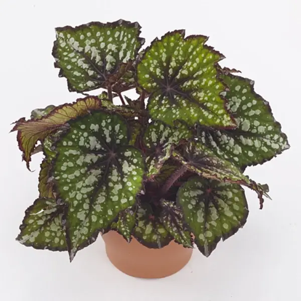Begonia Bostella