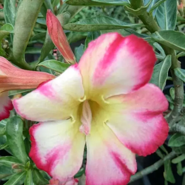 Adenium Plant - 13