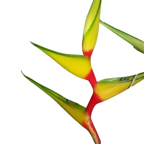 Heliconia Nappi Yellow