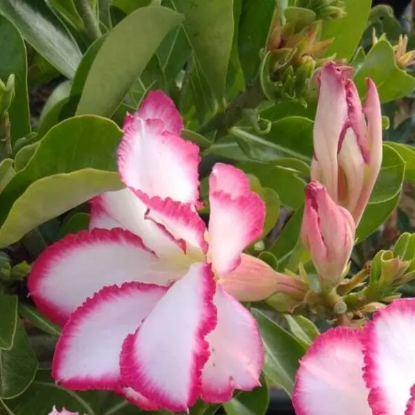 Adenium Plant - 140