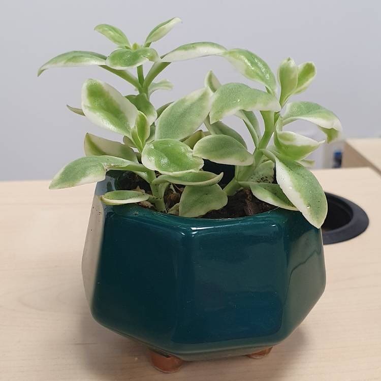 Baby Sunrose 'Variegated'(Heart leaf ice plant) - Image 2