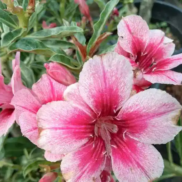 Adenium Plant - 15