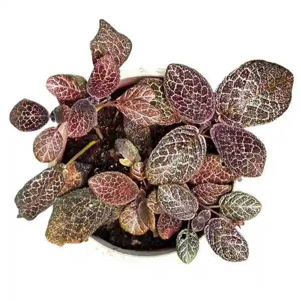 Episcia Pink Vein