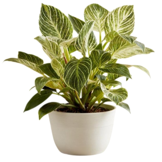 Philodendron Birkin Mini